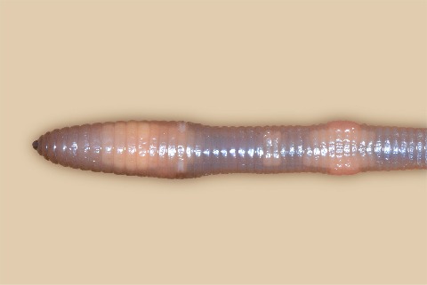 Ventral view of an earthworm · Atlas of Animal Anatomy and Histology