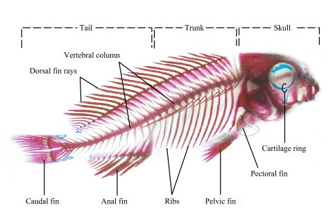 Skeleton of a bony fish after selective staining · Atlas of Animal Anatomy  and Histology