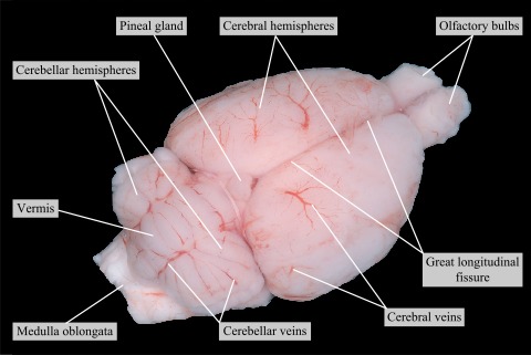Dorsal view of the brain of the rat · Atlas of Animal Anatomy and